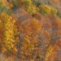 Fall Leaves - Ostego Lake - 11012 - 11x17 Framed Photo