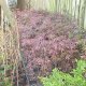 Bonsai Tree Seedlings