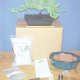 Bonsai Trees and Kits