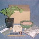 Juniper Procumbens Nana Bonsai Tree Kit
