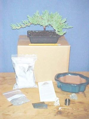 Bigger Pro Nana Juniper Bonsai Tree Kit