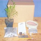 Ficus Nerifolia Bonsai Tree Kit