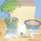Large Ficus Nerifolia Bonsai Tree Kit