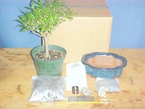 Large Ficus Nerifolia Bonsai Tree Kit