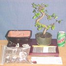 Large Elm Bonsai Tree Kit