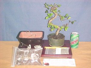 Large Elm Bonsai Tree Kit