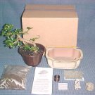 Large Fukien Tea Bonsai Tree Kit