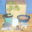 Large Serissa Bonsai Tree Kit