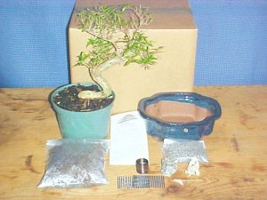 Large Serissa Bonsai Tree Kit
