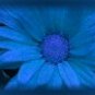 Ebay Store Logo Blue Flower Dress Up your Ebay Store Add your Store Name!!