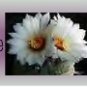 Ebay Store Logo White Cactus Flower Dress Up your Ebay Store Add your Store Name!!