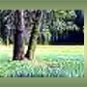 Ebay Store Logo Tree Forest green Dress Up your Ebay Store Add your Store Name!!