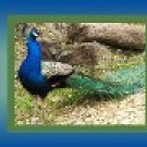 Ebay Store Logo Blue Green Peacock bird Dress Up your Ebay Store Add your Store Name!!