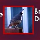 Ebay Store Logo Red Gray Quail Bird Dress Up your Ebay Store Add your Store Name!!