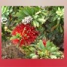 Ebay Store Logo Red Green Flowers Floral Dress Up your Ebay Store Add your Store Name!!
