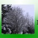 Ebay Store Logo  Green Tree Winter Snow Dress Up your Ebay Store Add your Store Name!!