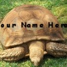 Ebay Store Logo Turtle Tortoise Green Dress Up your Ebay Store Add your Store Name!!