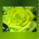 Ebay Store Logo Yellow Green Roses Dress Up your Ebay Store Add your Store Name!!