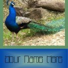 Ecrater Store Logo & HomePage Image Green Blue Peacock Dress Up your Ecrater Store Add your Name!