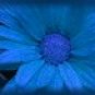 Ecrater Store Logo & HomePage Image Blue Flower Dress Up your Ecrater Store Add your Name!