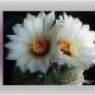 Ecrater Store Logo & HomePage Image White Cactus Flower Dress Up your Ecrater Store Add your Name!
