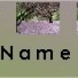 Ecrater Store Logo & HomePage Image Cherry Blossom Tree Pink Dress Up your Ecrater Store Your Name!