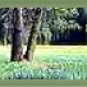 Ecrater Store Logo & HomePage Image Green Trees Forest Dress Up your Ecrater Store Add your Name!