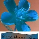 Ecrater Store Logo & HomePage Image Blue Pink Flower Dress Up your Ecrater Store!!