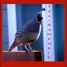 Ecrater Store Logo & HomePage Image Red Gray Quail Bird Dress Up your Ecrater Store!!
