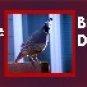 Ecrater Store Logo & HomePage Image Red Gray Quail Bird Dress Up your Ecrater Store!!