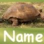 Ecrater Store Logo & HomePage Image Turtle Tortoise Green Dress Up your Ecrater Store!!