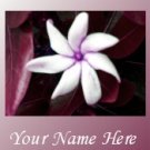 Ecrater Store Logo & HomePage Image White Flower Pink Border Dress Up your Ecrater Store!!