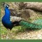 Neoloch.com Store Banner and Logo Combo Green Blue Peacock Add your Store Name!