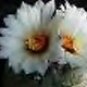 Neoloch.com Store Banner and Logo Combo White Cactus Flower Hexagon Add your Store Name!