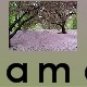 Neoloch.com Store Banner and Logo Combo Pink Cherry Tree blossoms Add your Store Name!