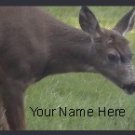 Neoloch.com Store Banner and Logo Combo Deer Doe Green Brown Add your Store Name!