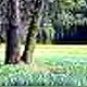 Neoloch.com Store Banner and Logo Combo Green Trees Forest Add your Store Name!