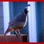 Neoloch.com Store Banner and Logo Combo Maroon Gray Quail Bird Add your Store Name!