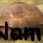 Neoloch.com Store Banner and Logo Combo Turtle Tortoise Green Add your Store Name!
