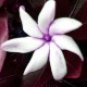 Neoloch.com Store Banner and Logo Combo Maroon White Flower Add your Store Name!