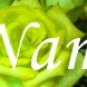 Neoloch.com Store Banner and Logo Combo Yellow Green Rose Flower Add your Store Name!