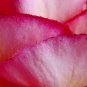 Bed of Petals - 8x12 Print