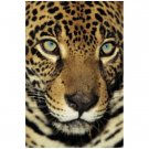 Jaguar - 8x12 Print
