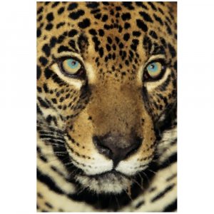 Jaguar - 8x12 Print