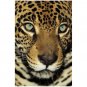 Jaguar - 8x12 Print