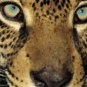 Jaguar - 8x12 Print