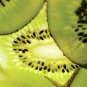 Kiwi Pop - 8x8 Print