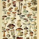 Adolphe Millot Mushroom Varieties French Vintage Poster Home Decor Art Print