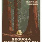 SEQUOIA NATIONAL PARK vintage nature poster 1938 RANGER NATURALIST 20x30 new