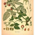 Raspberry Vintage Botanical Floral Illustration Art Poster 20x30